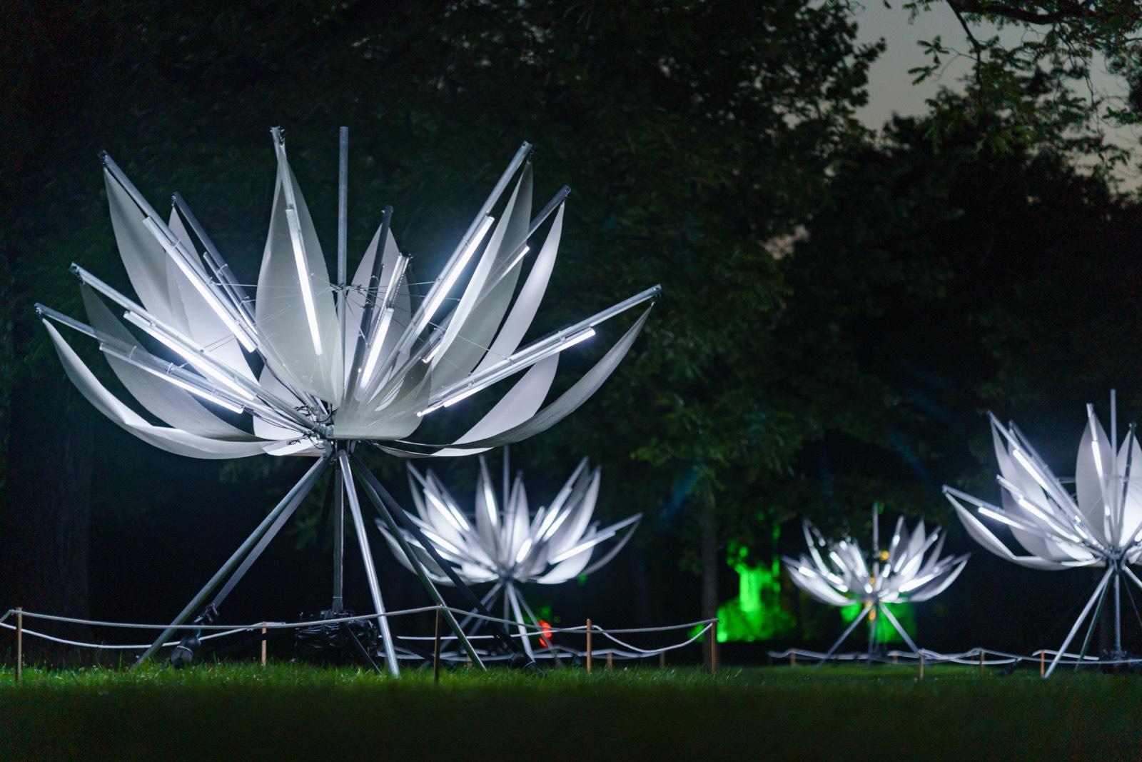 Lotus