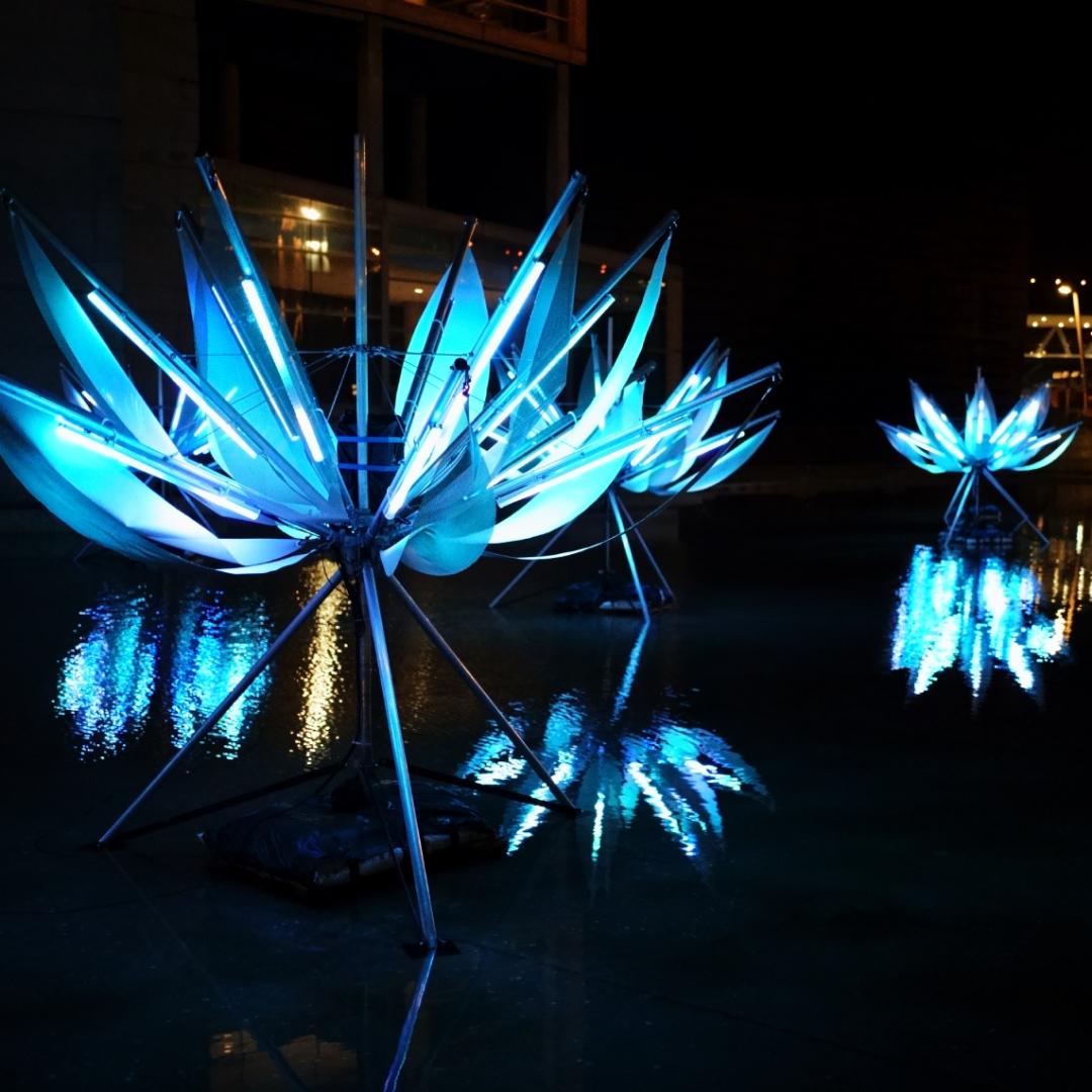 Lotus Lotus